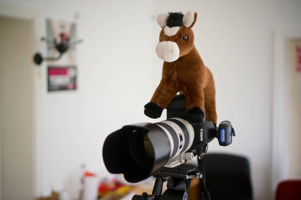 Wahlkampfpferd Pferdinand (eine Plüschfigur) einer Kamera mit Stativ.